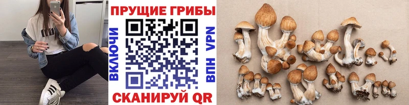 blacksprut зеркало  Каргополь  Псилоцибиновые грибы Psilocybe 